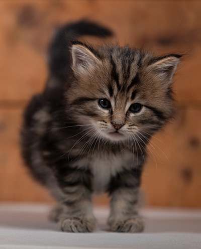 Tryphon - 4 weeks old