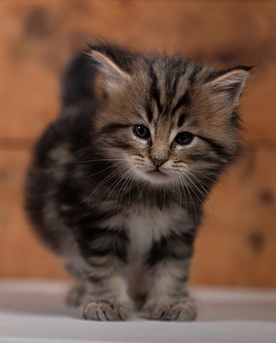 Tryphon - 4 weeks old