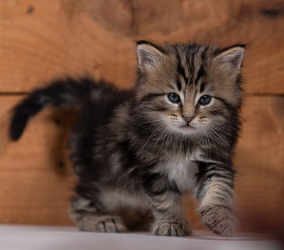 Tryphon - 4 weeks old