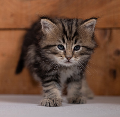 Tryphon - 4 weeks old