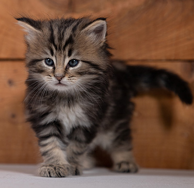 Tryphon - 4 weeks old