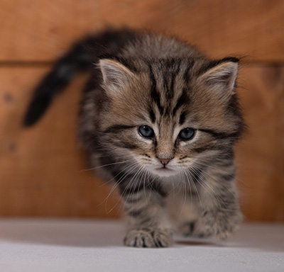 Tryphon - 4 weeks old