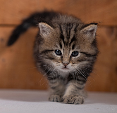 Tryphon - 4 weeks old