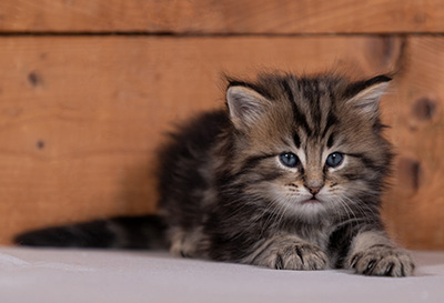 Tryphon - 4 weeks old