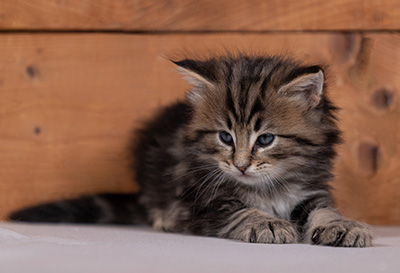 Tryphon - 4 weeks old