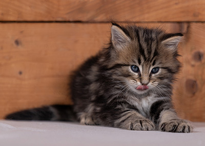 Tryphon - 4 weeks old