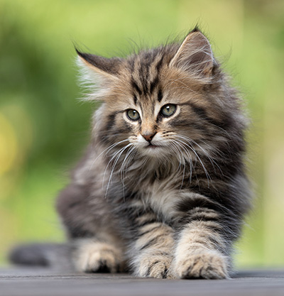 Tryphon - 8 weeks old