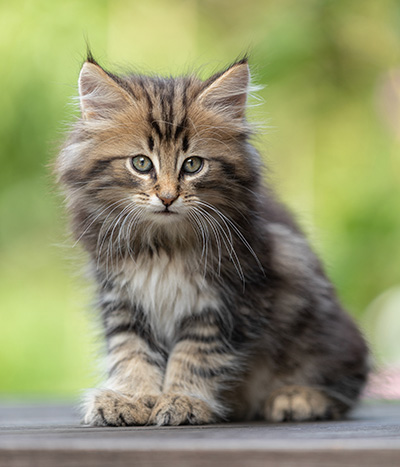 Tryphon - 8 weeks old