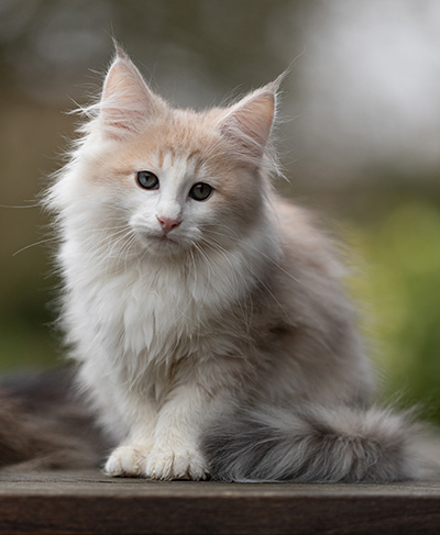 Valeria - 12 Wochen alt