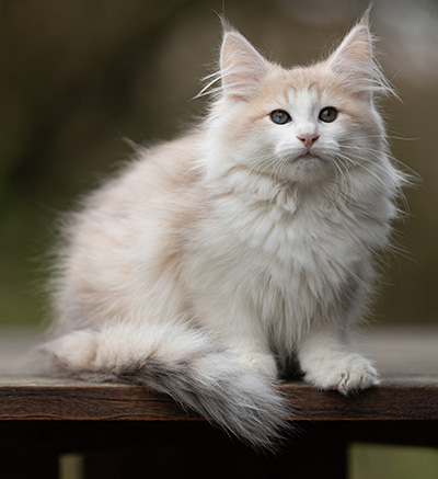 Valeria - 12 Wochen alt