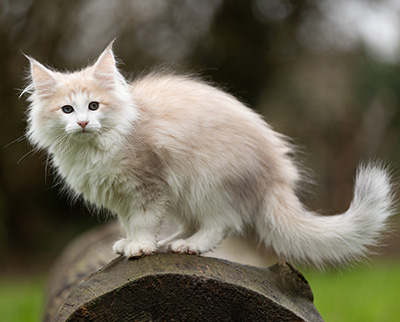 Valeria - 12 Wochen alt