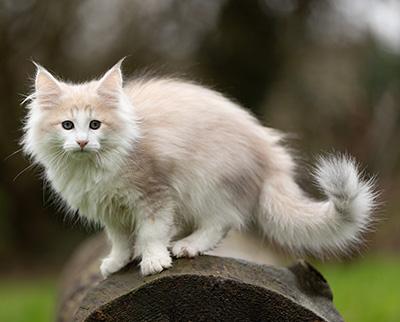 Valeria - 12 Wochen alt