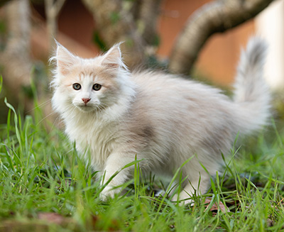 Valeria - 12 Wochen alt