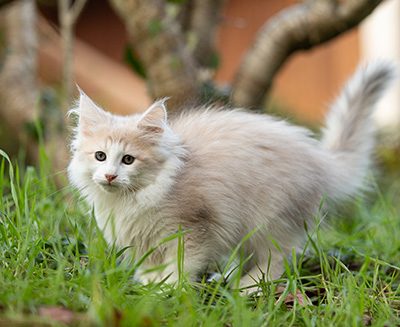 Valeria - 12 Wochen alt