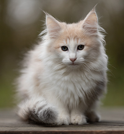 Valeria - 12 Wochen alt