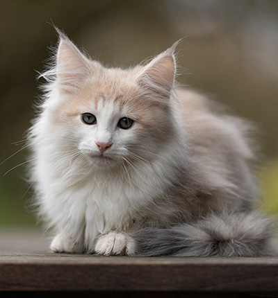 Valeria - 12 Wochen alt