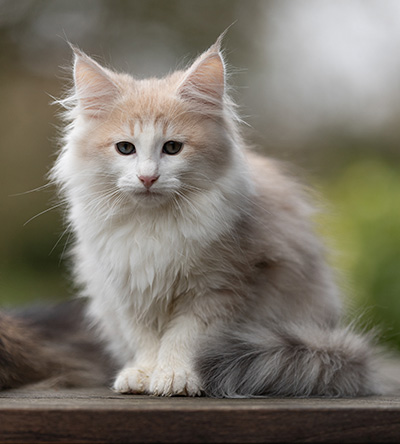 Valeria - 12 Wochen alt