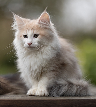 Valeria - 12 Wochen alt