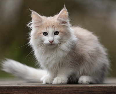 Valeria - 12 Wochen alt