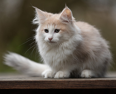 Valeria - 12 Wochen alt