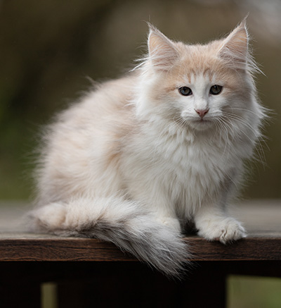 Valeria - 12 Wochen alt