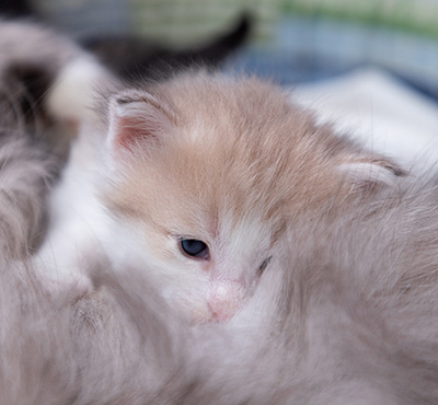 Valeria - 3 weeks old