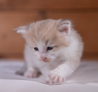 Valeria - 3 weeks old