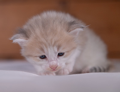 Valeria - 3 weeks old