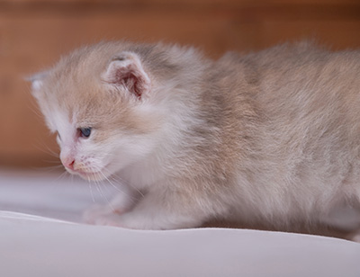 Valeria - 3 weeks old