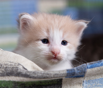 Valeria - 3 weeks old