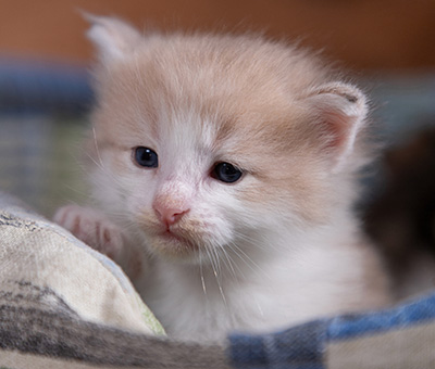 Valeria - 3 weeks old