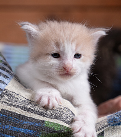 Valeria - 3 weeks old