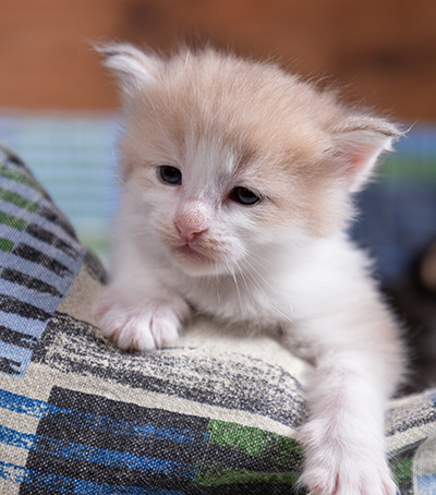 Valeria - 3 weeks old