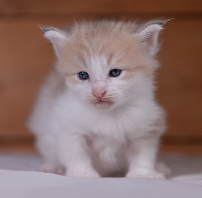 Valeria - 3 weeks old