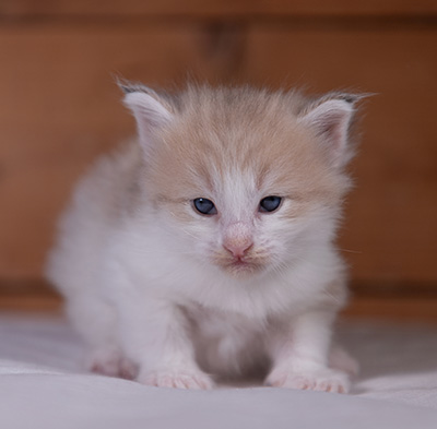 Valeria - 3 weeks old