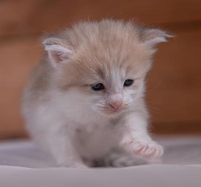 Valeria - 3 weeks old
