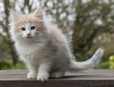 Valeria - 7 weeks old