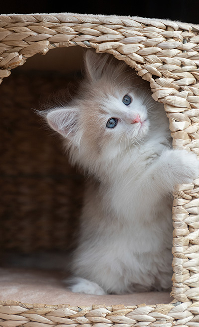 Valeria - 7 weeks old