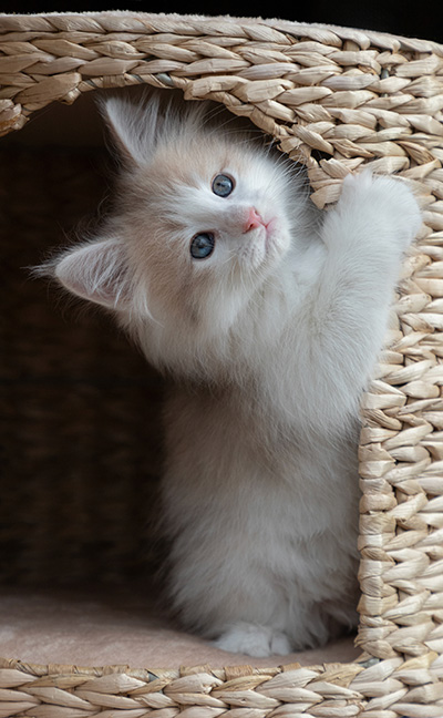 Valeria - 7 weeks old