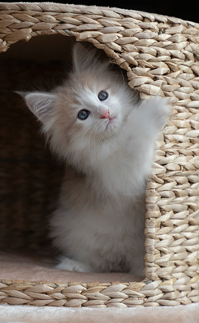 Valeria - 7 weeks old