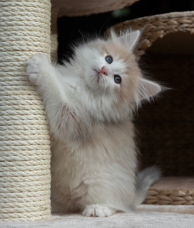 Valeria - 7 weeks old