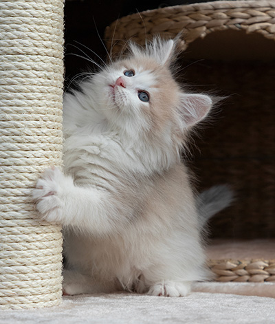Valeria - 7 weeks old