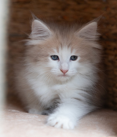 Valeria - 7 weeks old