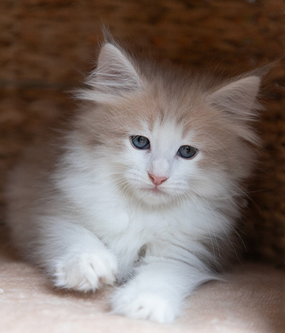 Valeria - 7 weeks old