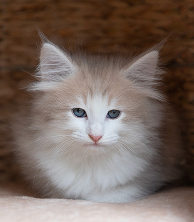 Valeria - 7 weeks old