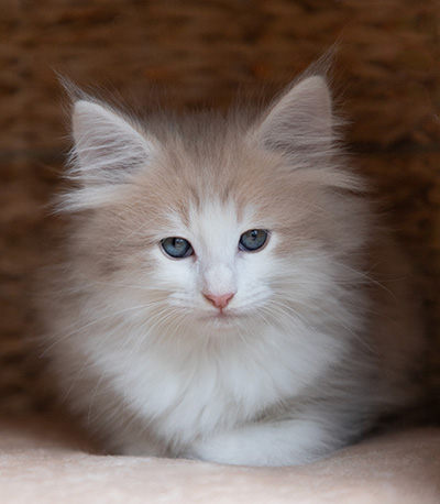 Valeria - 7 weeks old