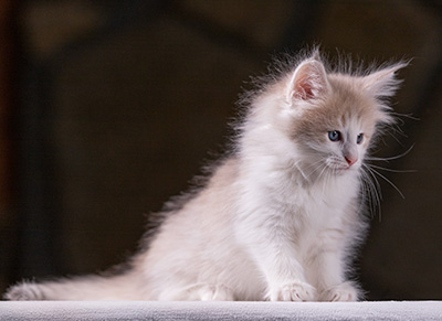 Valeria - 7 weeks old
