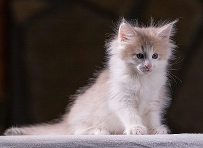 Valeria - 7 weeks old