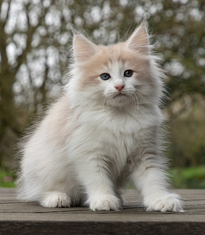Valeria - 7 weeks old