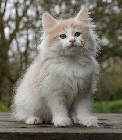 Valeria - 7 weeks old